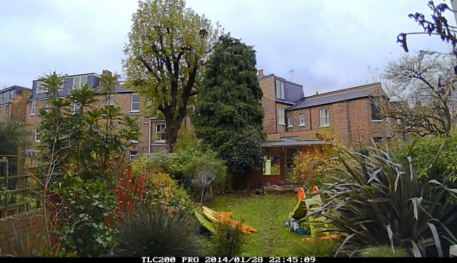 Tree surgeons removal