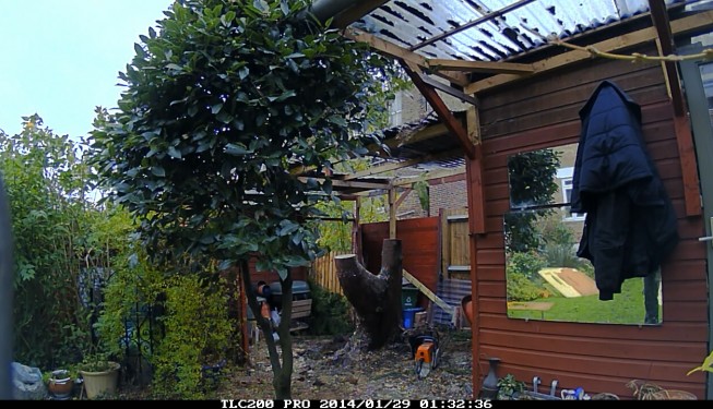 Tree surgeons remove tree