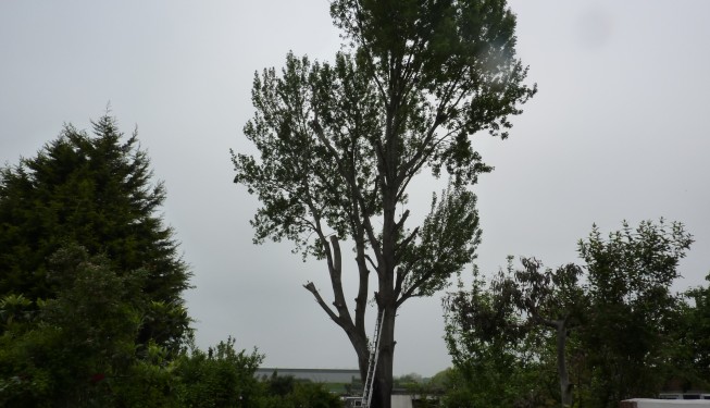 Poplar Tree removal