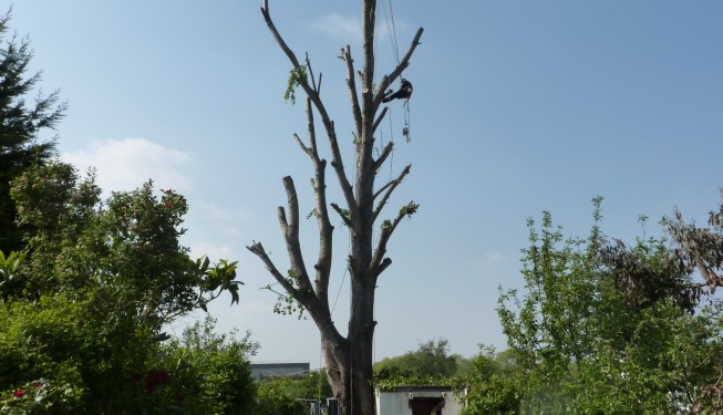 Tree surgeon climing Poplar