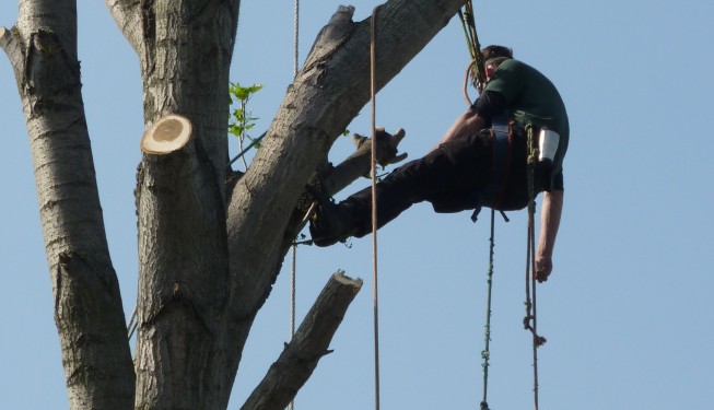 Poplar Tree removal