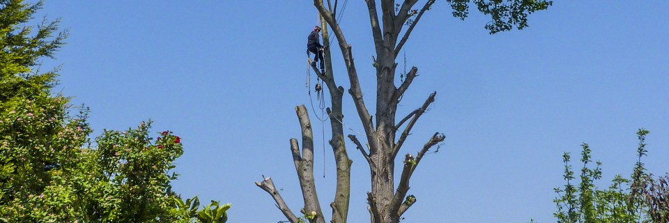 North London's local tree surgeons