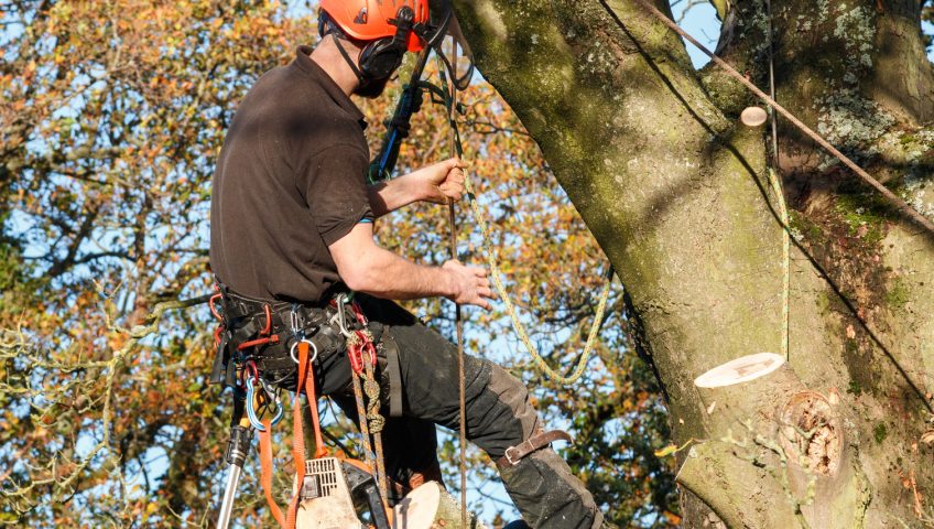 Tree felling London