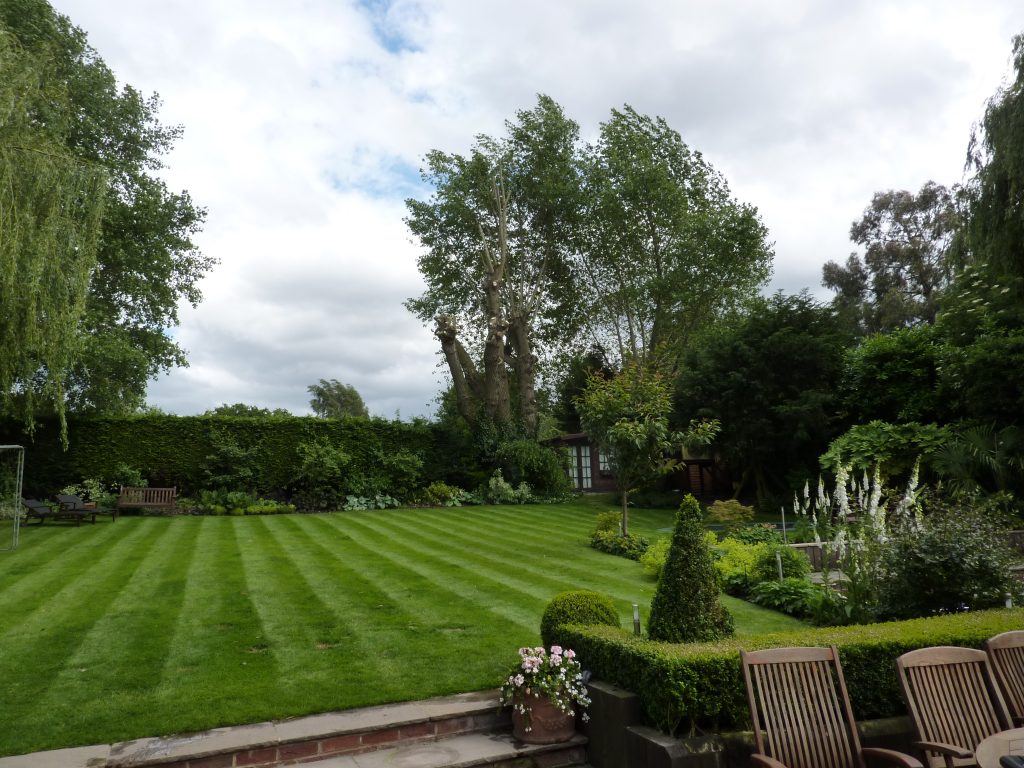 Trees and shrubs on a lawn Tree Service Experts