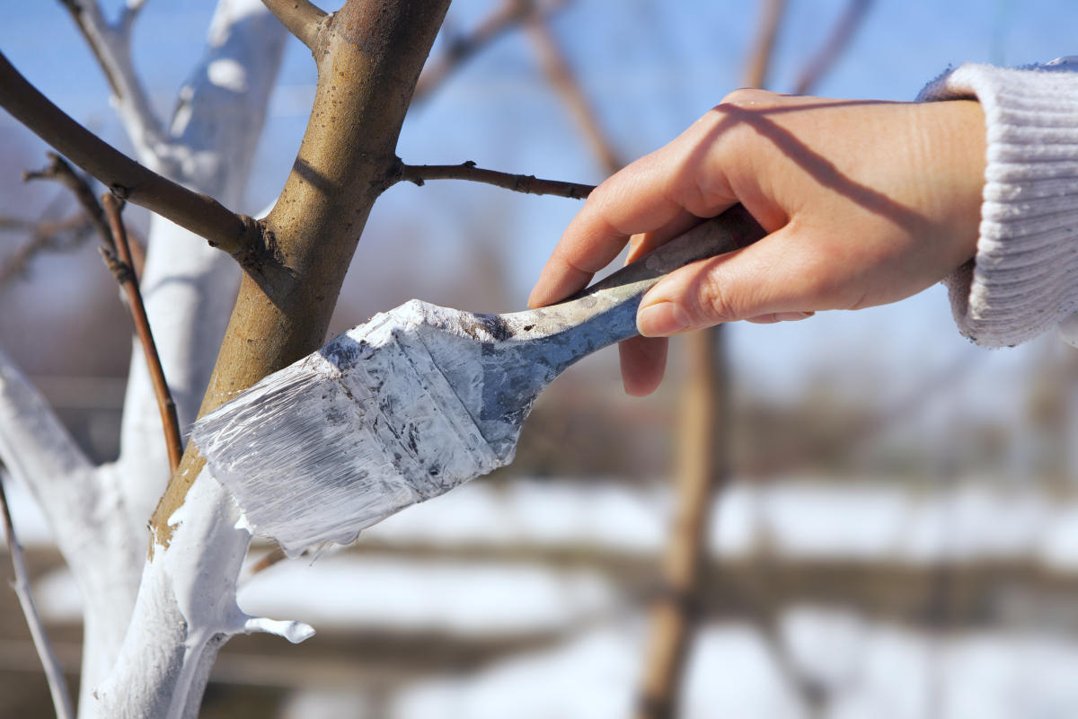 Protecting and preparing your fruit trees for winter